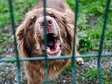 Законодатели хотят дать сотрудникам МВД право наказывать хозяев агрессивных псов