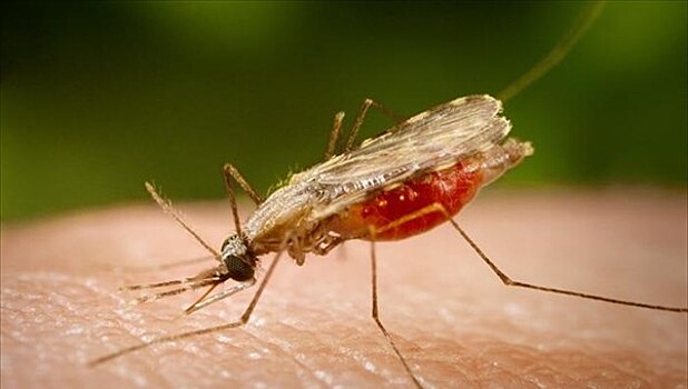 Найдена причина десятикратного роста популяции комаров