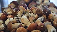 Проще, чем кажется: какие грибы можно найти в Подмосковье зимой