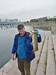 В центре Челябинска вылавливают огромных рыб