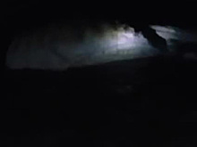 На пляже нашли тушу 6-метрового волосатого монстра