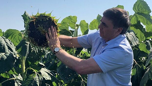 Урожай подсолнечника в Крыму соберут с 64 тысяч га