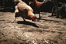 Эксперт раскрыл, почему в России дорожает куриное мясо и становятся «золотыми» яйца
