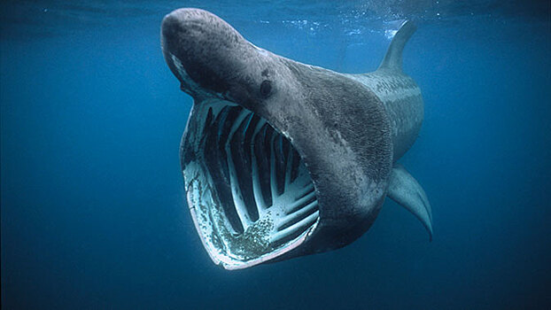 Огромную акулу-монстра обнаружили в Тихом океане