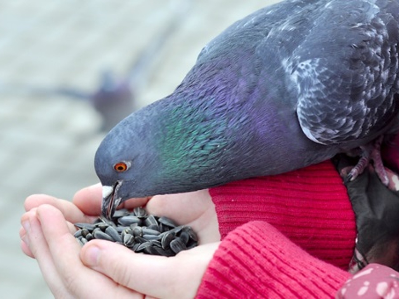 Кушаем голубей. Много голубей. Что едят голуби. Голубь юмор. Кушаем голубей.