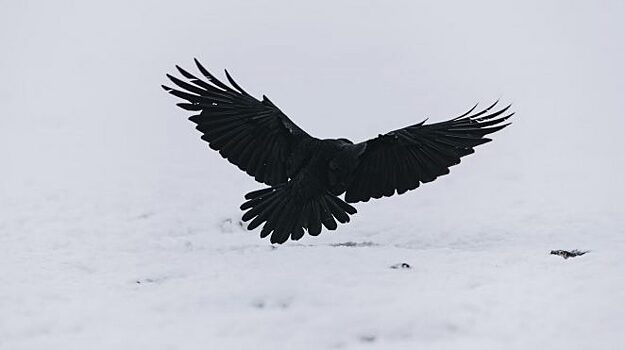 Дипломат объяснил тучи кружащих ворон над Киевом