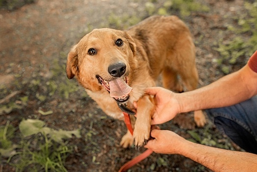 Зеленоградские школьники собрали более 750 кг кормов для приютских животных