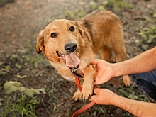 Зеленоградские школьники собрали более 750 кг кормов для приютских животных