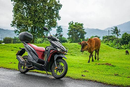 Мотоциклист врезался в корову и не пережил столкновения