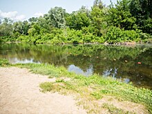 Сейм очистят от водорослей