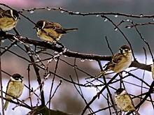 Весна без обострения: как не заболеть в апреле