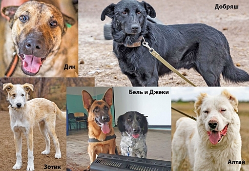 Канистерапия: как и кого лечат с помощью собак