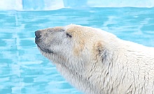 В Нижний Новгород из московского зоопарка привезли белую медведицу