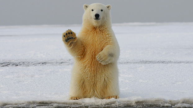 День белого медведя: удивительные факты о хозяине Арктики