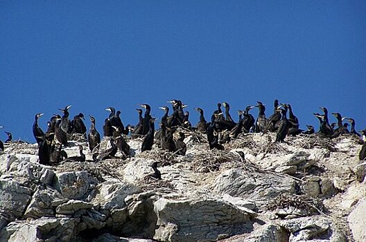 «Черными тучами летают бакланы»: жители Бурятии жалуются на прожорливых птиц