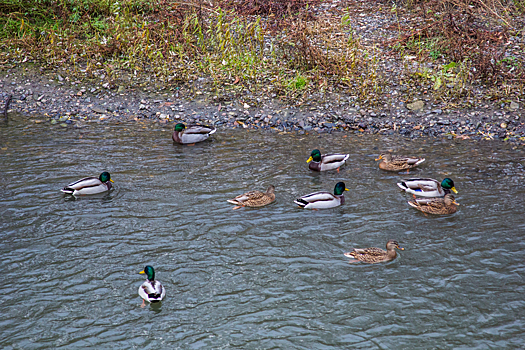 Кемеровчане попросили спасти от морозов обитающих в парке Жукова уток и гуся