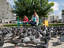 Кормить птиц в парках запретили жителям Новосибирска