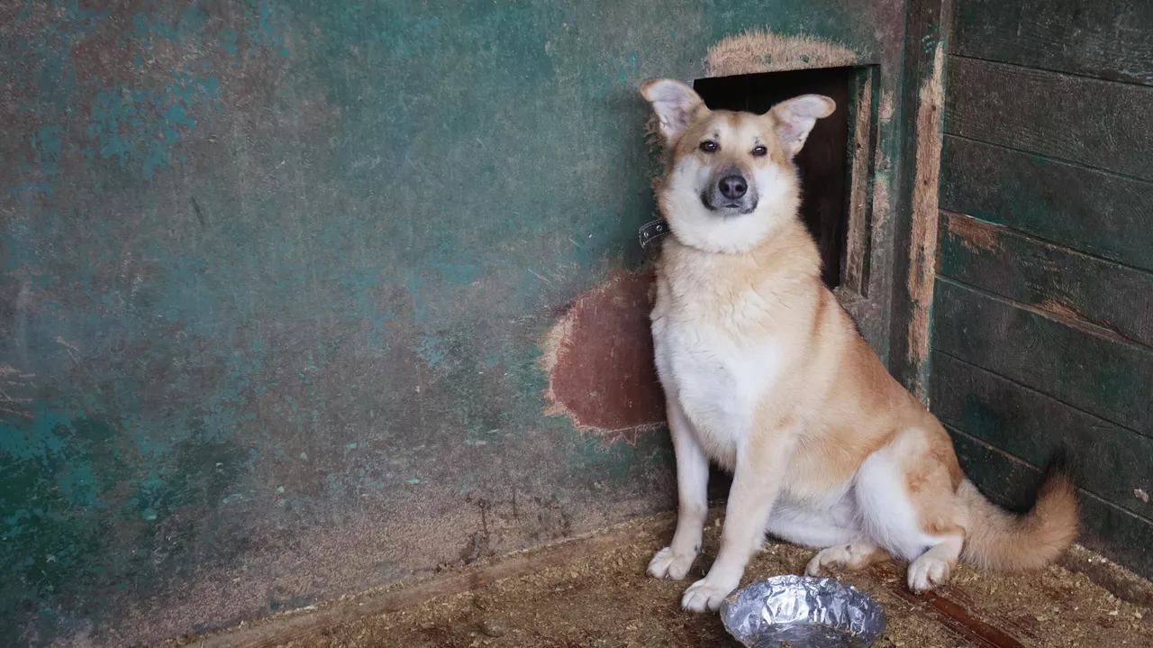 Москвичи поддержали идею создания регионального закона о безнадзорных животных