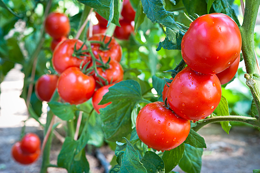 В томатах из Казахстана нашли опасный вирус