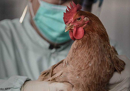 В Орехово-Зуевском районе выявили пятый случай заражения птичьим гриппом
