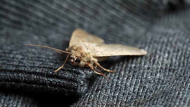 Тысячи мотыльков и кобра атаковали гостиничный номер в Таиланде