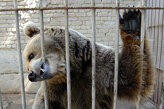 В России предложили запретить передвижные зоопарки