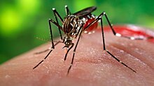 На Ямале — смерть от тропической малярии