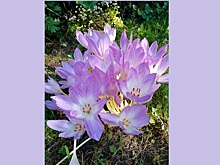 Нижегородские садоводы делятся фотографиями цветущего безвременника