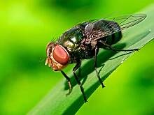 Личинки-людоеды стали селиться в людях в одной стране