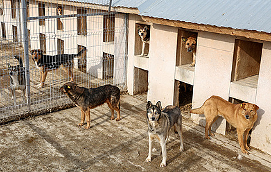 В Петербурге в 2027 году откроют первый государственный приют для животных