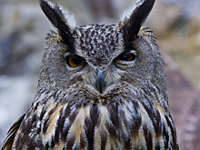 Скептикон 2017