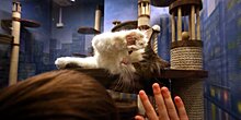 Ветеринары рекомендовали брызгать из пульверизатора в агрессивных кошек