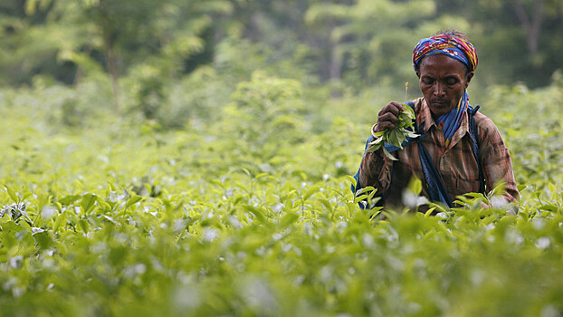 Как обострение ситуации с COVID-19 в Индии спровоцировало удорожание чая в мире