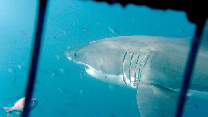 Ихтиолог Мейнцер: акулы нападают на туристов из-за недостатка еды