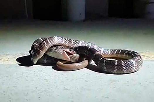 Ядовитая змея проглотила волкозуба и попала на видео