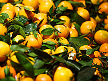 Эксперты Роскачества дали советы по выбору мандаринов