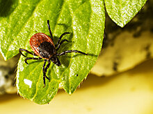 Около 220 тысяч россиян пострадали от кровососущих