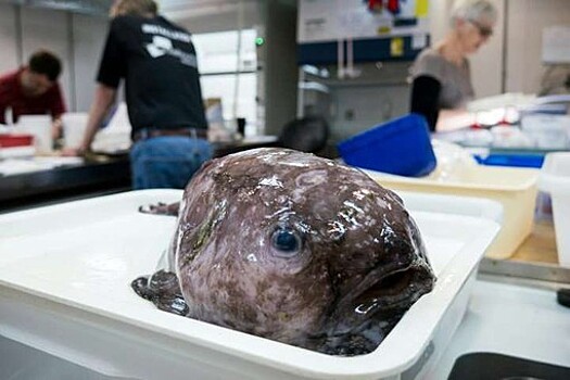 В Австралии обнаружены самые уродливые рыбы