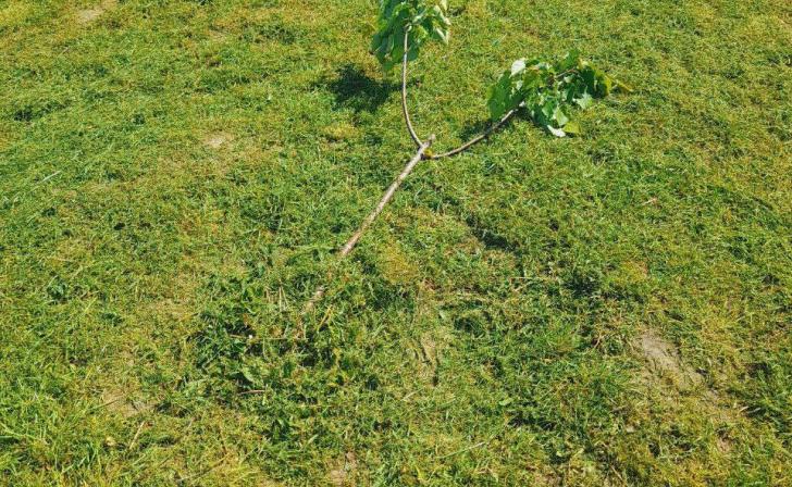 В Курске вандалы сломали деревца в сквере «Молодёжный»