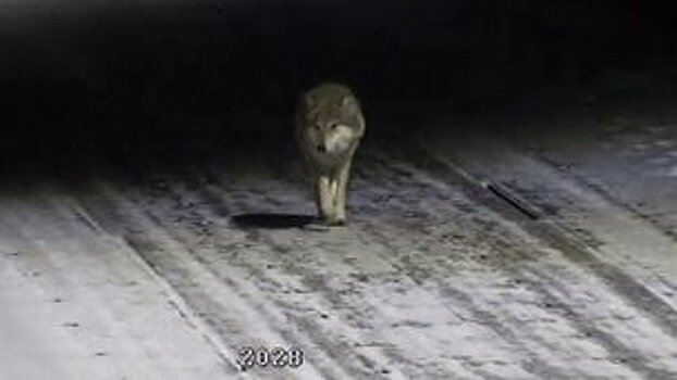          В Подосиновском районе волк зашел в населенный пункт       