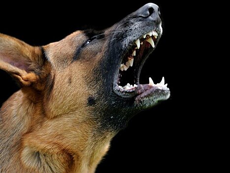 Бурматов: владельцев за смертельные нападения собак нужно сажать на срок до 3 лет