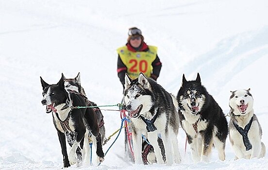 Норвегия мечтает о зимней Олимпиаде и гонках на собачьих упряжках