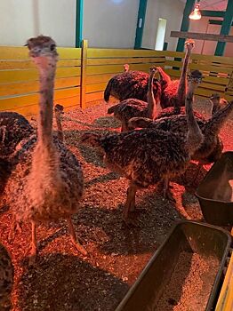 В Калужской области могут открыть бесконтактный страусиный зоопарк
