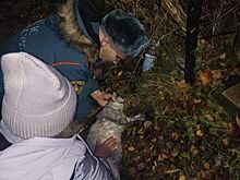 Костромская школьница вывела из горящей квартиры двух малышей, а пожарные — котов и собаку