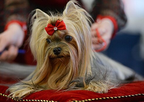 Международная выставка собак Champion Dog Show 2017 пройдет в столице