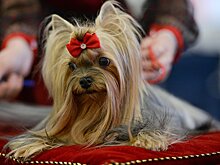 Международная выставка собак Champion Dog Show 2017 пройдет в столице