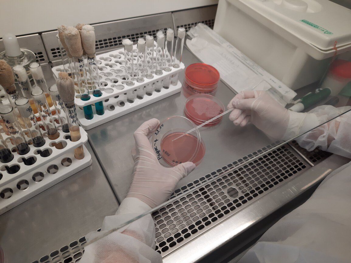Саратовская испытательная лаборатория по обращению предприятия провела контроль эффективности выполненной дезинфекции