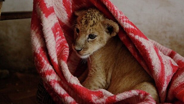 Потерявшийся в Уфе львенок оказался «подарком» ребенку