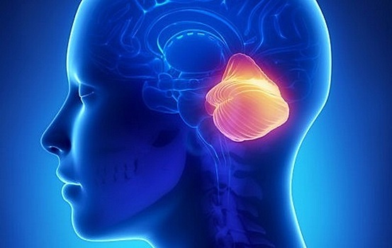 Ученые выяснили, как мозжечок влияет на социальное поведение