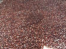 В Курской области школьники собрали 360 кг каштанов и 31 кг желудей